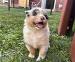 Small #1 Australian Shepherd