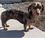 Small Photo #6 Dachshund Puppy For Sale in Shelbyville, TN, USA