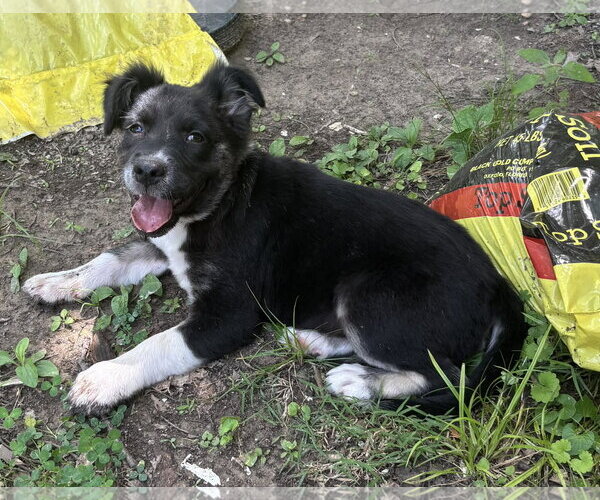 Medium Photo #3 Border Collie-Unknown Mix Puppy For Sale in Croydon, NH, USA