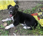 Small #2 Border Collie Mix