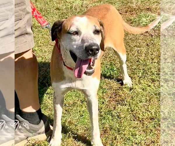 Medium Photo #4 Mutt Puppy For Sale in Canton, CT, USA