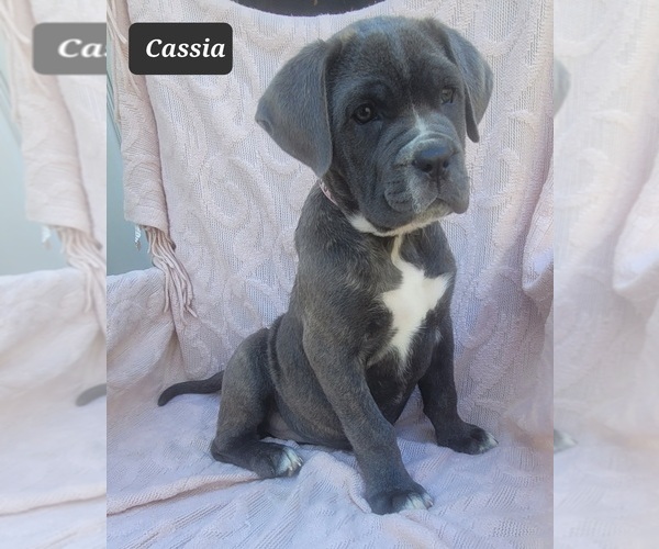 Medium Photo #8 Cane Corso Puppy For Sale in MINERAL WELLS, WV, USA