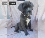Small Photo #8 Cane Corso Puppy For Sale in MINERAL WELLS, WV, USA