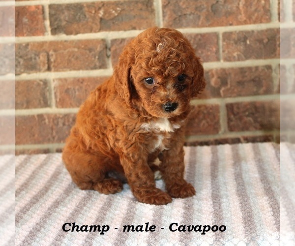 Medium Photo #3 Cavapoo Puppy For Sale in CLARKRANGE, TN, USA