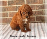 Small #2 Cavapoo