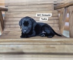 Small Photo #68 Labrador Retriever Puppy For Sale in EDGEWOOD, TX, USA