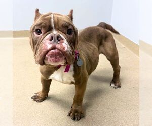Mutt Dogs for adoption in Aurora, CO, USA