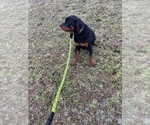 Small Photo #10 Rottweiler Puppy For Sale in COLUMBIA, TN, USA