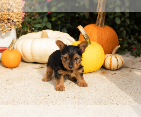 Medium Photo #17 Yorkshire Terrier Puppy For Sale in NAPPANEE, IN, USA