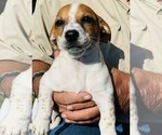 Puppy 3 Beagle-Unknown Mix