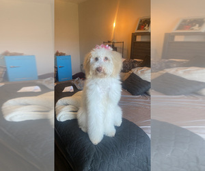 Poodle (Standard) Puppy for sale in CHARLOTTE, NC, USA
