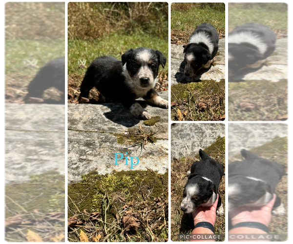 Medium Photo #1 Texas Heeler Puppy For Sale in BOWLING GREEN, KY, USA