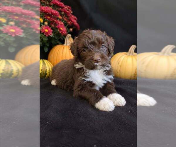 Medium Photo #1 Portuguese Water Dog Puppy For Sale in WYLIE, TX, USA