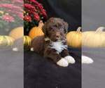 Puppy 4 Portuguese Water Dog