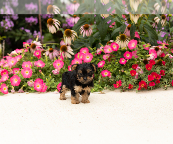 Medium Photo #5 Yorkshire Terrier Puppy For Sale in NAPPANEE, IN, USA