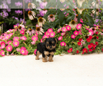Small #4 Yorkshire Terrier