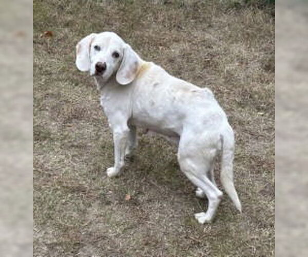 Medium Photo #2 Mutt Puppy For Sale in Glen Allen, VA, USA