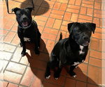 Small Photo #7 Chihuahua-Labrador Retriever Mix Puppy For Sale in McDonough, GA, USA