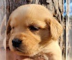 Small Photo #15 Golden Retriever Puppy For Sale in CHINO HILLS, CA, USA