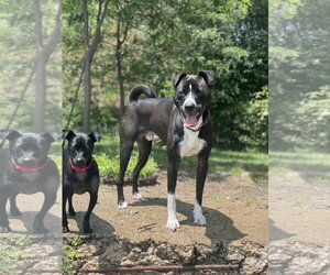 Ace - Male American Pit Bull Terrier-Chow Chow Mix Dog for Adoption - Photo #10
