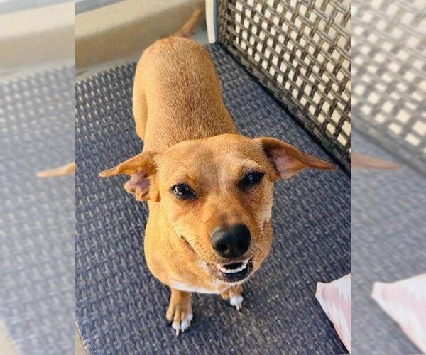 Medium Photo #2 Chiweenie Puppy For Sale in Los Angeles, CA, USA