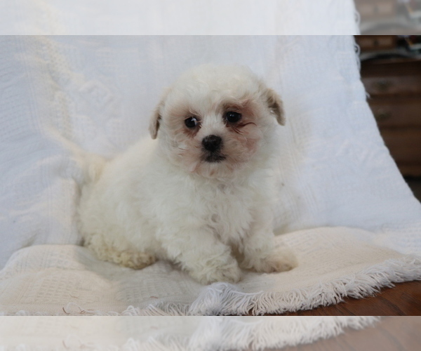 Medium Photo #3 Zuchon Puppy For Sale in SHILOH, OH, USA