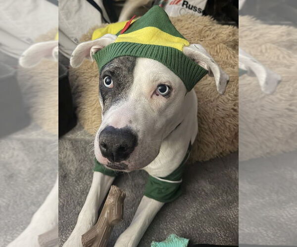 Medium Photo #4 Labrador Retriever-Unknown Mix Puppy For Sale in Brewster, NY, USA