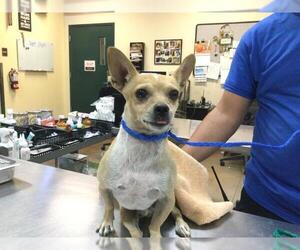 Chihuahua Dogs for adoption in Riverside, CA, USA