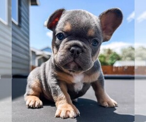 French Bulldog Puppy for sale in GREELEY, CO, USA