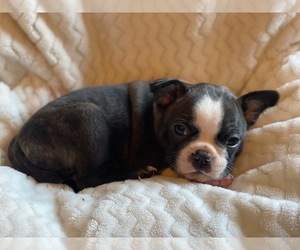 French Bulldog Puppy for sale in University Endowment Area, British Columbia, Canada