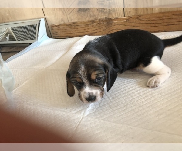 Medium Photo #7 Beagle Puppy For Sale in FORT DODGE, IA, USA
