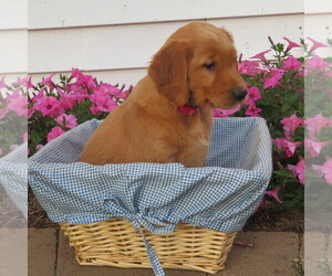 Medium English Cream Golden Retriever