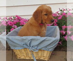 Puppy Pink English Cream Golden Retriever