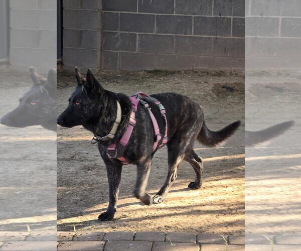 Medium Photo #1 Holland Shepherd-Unknown Mix Puppy For Sale in Chandler, AZ, USA