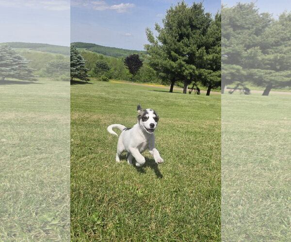 Medium Photo #4 Aussiedor Puppy For Sale in SHERBURNE, NY, USA