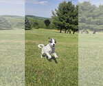 Small Photo #4 Aussiedor Puppy For Sale in SHERBURNE, NY, USA