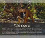 Puppy Wishbone Boxer