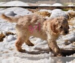Small Photo #7 Goldendoodle Puppy For Sale in LAPEER, MI, USA