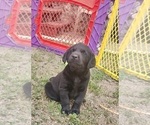 Small #1 Labrador Retriever