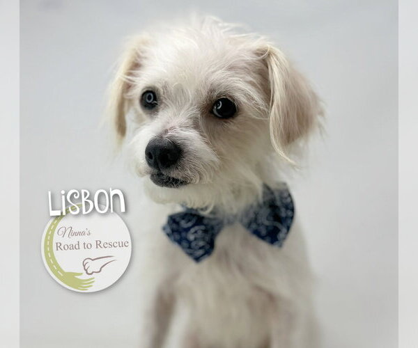 Medium Photo #2 Malchi Puppy For Sale in Benton, LA, USA