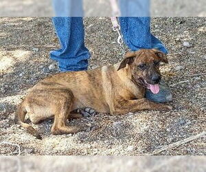 Labrador Retriever-Unknown Mix Dogs for adoption in Golden Valley, AZ, USA
