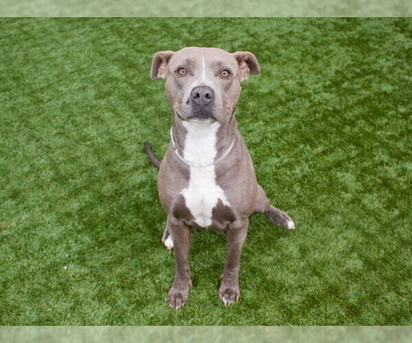 Medium Photo #3 American Pit Bull Terrier Puppy For Sale in Pasadena, CA, USA