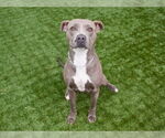 Small #2 American Pit Bull Terrier