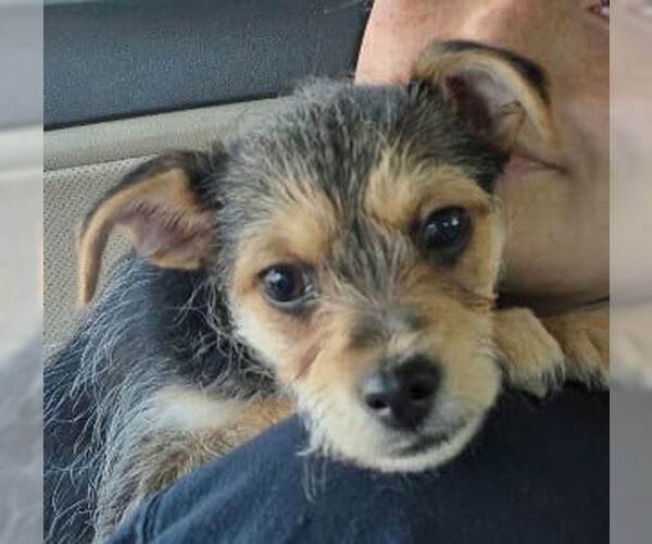 Medium Photo #4 Jack Russell Terrier-Unknown Mix Puppy For Sale in Des Moines, IA, USA