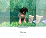 Puppy Fiona Cavalier King Charles Spaniel