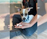 Small Photo #2 Chihuahua Puppy For Sale in Baytown, TX, USA