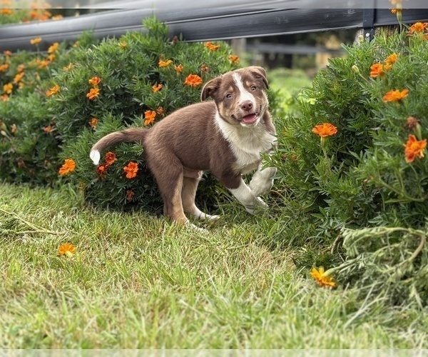 Medium Photo #7 Border Collie Puppy For Sale in AMES, IA, USA
