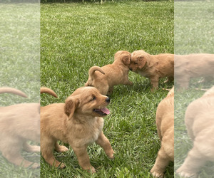 Golden Retriever Puppy for Sale in BURNS, Kansas USA