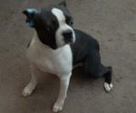 Small Photo #1 Boston Terrier Puppy For Sale in ABILENE, TX, USA