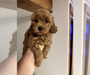 Cavapoo Puppy for sale in KALAMAZOO, MI, USA